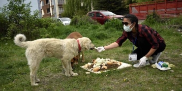 sokakta-hayvan-beslemek-yasak-mi-yasaklandi-mi-XfVDGuCt.jpg