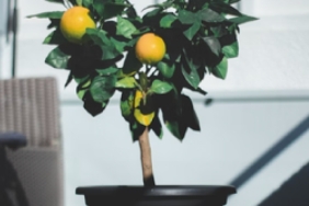 evde-limon-agaci-nasil-yetistirilir-balkonda-limon-agaci-yetistirme-yontemleri-pZZQ3cPU.png