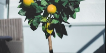 evde-limon-agaci-nasil-yetistirilir-balkonda-limon-agaci-yetistirme-yontemleri-pZZQ3cPU.png