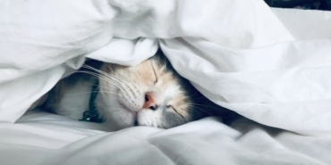 kedileri-uyutma-yollari-kedim-uyumuyor-surekli-miyavliyor-diyorsaniz-yapmaniz-gerekenler-6nqsszJQ.jpg